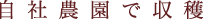 自社農園で収穫